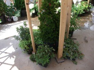 yurt_interior_6