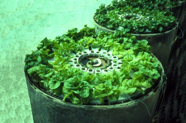 Zweig_greenhouse_aquaponics_0