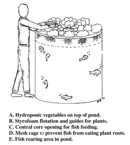 Zweig_greenhouse_aquaponics_7
