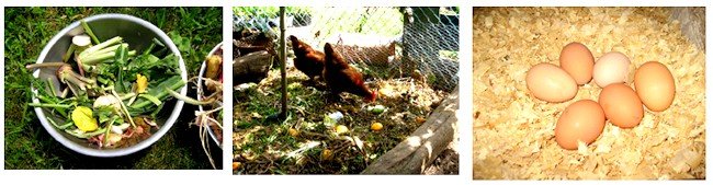 cape_cod_greenhouse_9