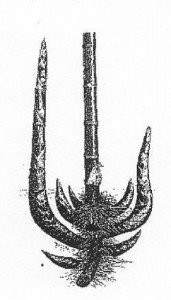 Sympodial species